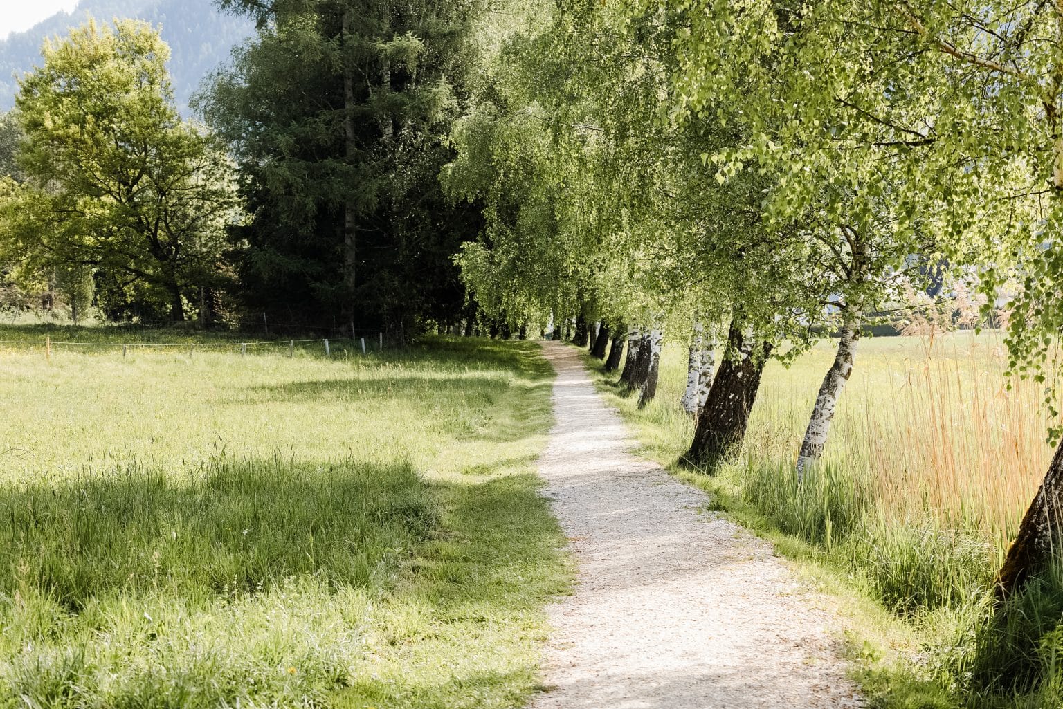Wanderweg durch eine grüne, sonnige Landschaft mit Bäumen und Wiese.