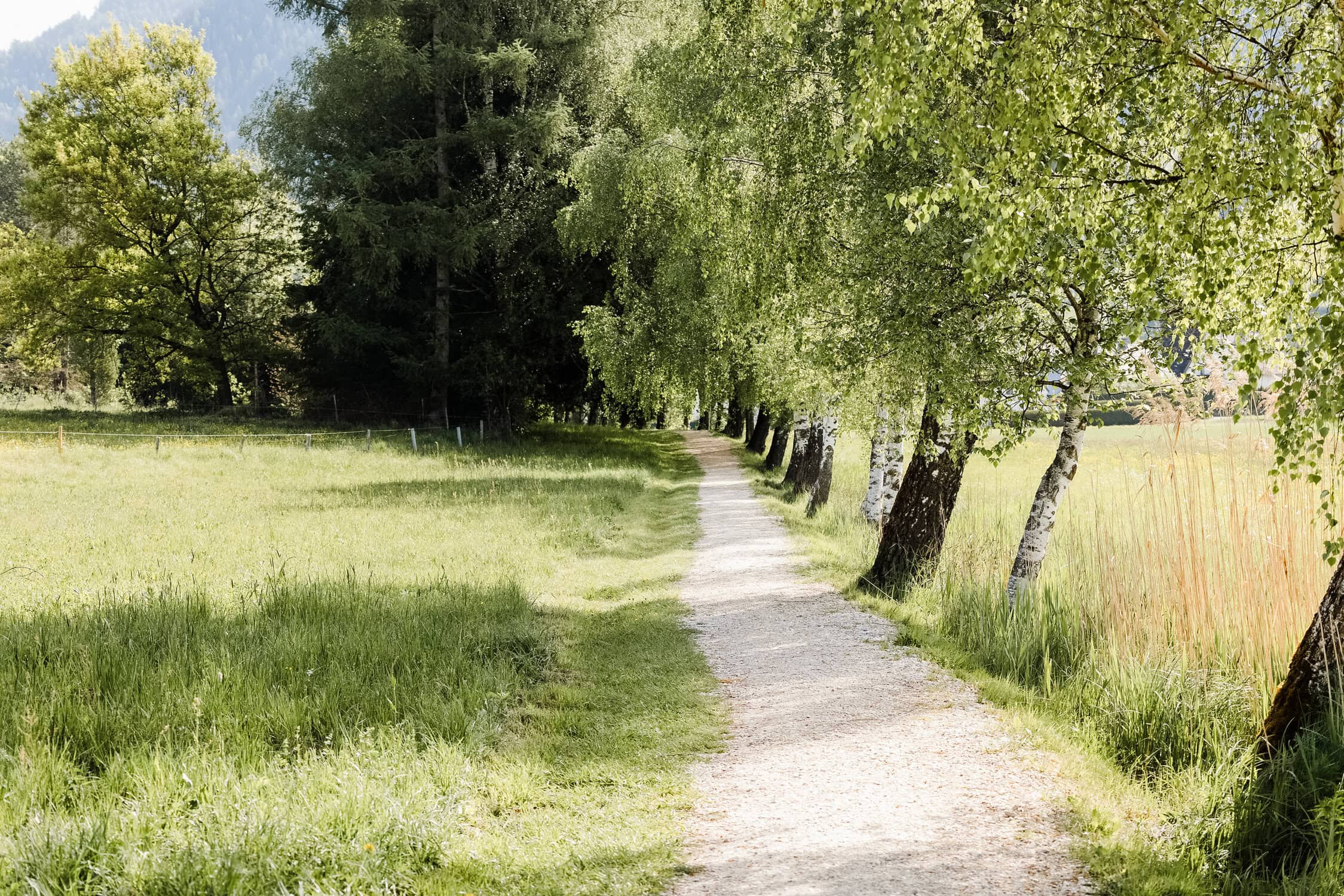 Wanderweg durch eine grüne, sonnige Landschaft mit Bäumen und Wiese.
