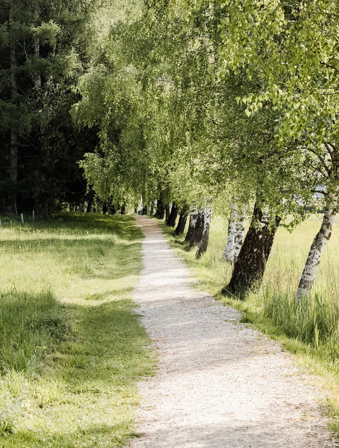 Wanderweg durch einen grünen Birkenwald bei Sonnenschein.